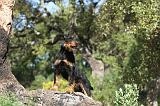 JAGDTERRIER ALLEMAND 002